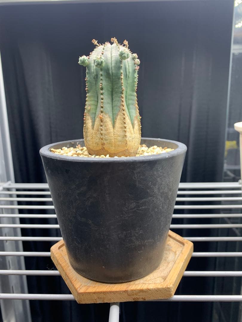 ユーフォルビア オベサ木質化多肉植物ビザールプランツおまけ付き