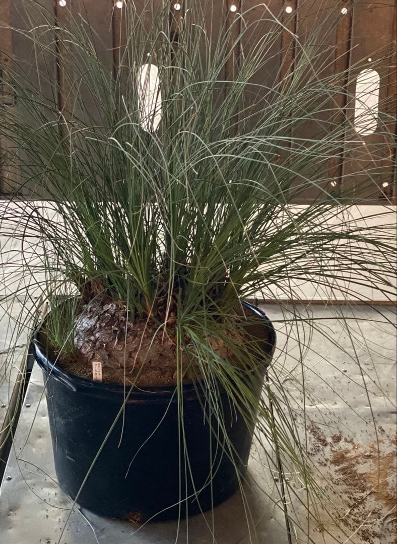 カリバナス　フーケリー　塊根植物　ドライガーデン　地植え　苗　耐寒