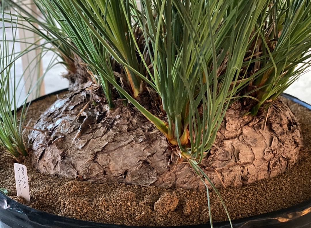 カリバナス　フーケリー　塊根植物　ドライガーデン　地植え　苗　耐寒