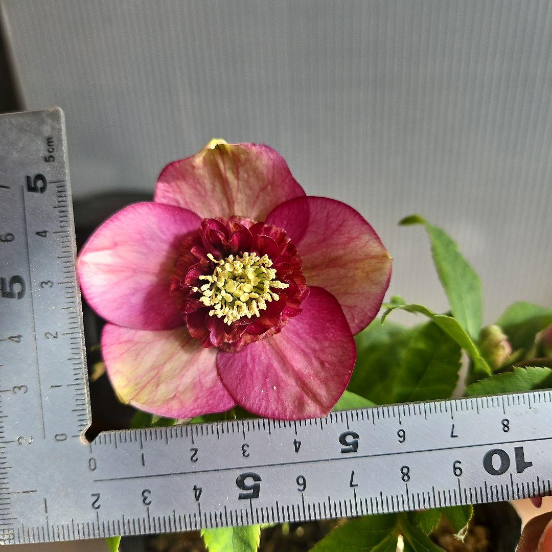 ㉖-219クリスマスローズ