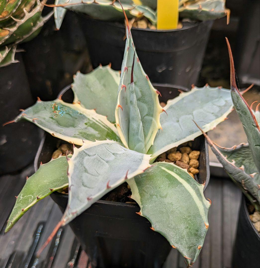 本日限り福袋】アガベ パラサナ インプレッショニスト　特選実生株セット