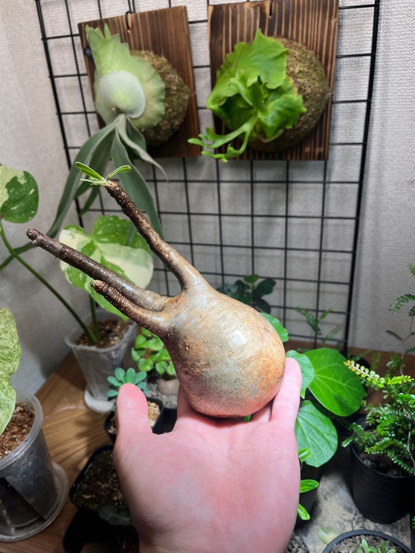 塊根植物 パキポディウムグラキリス