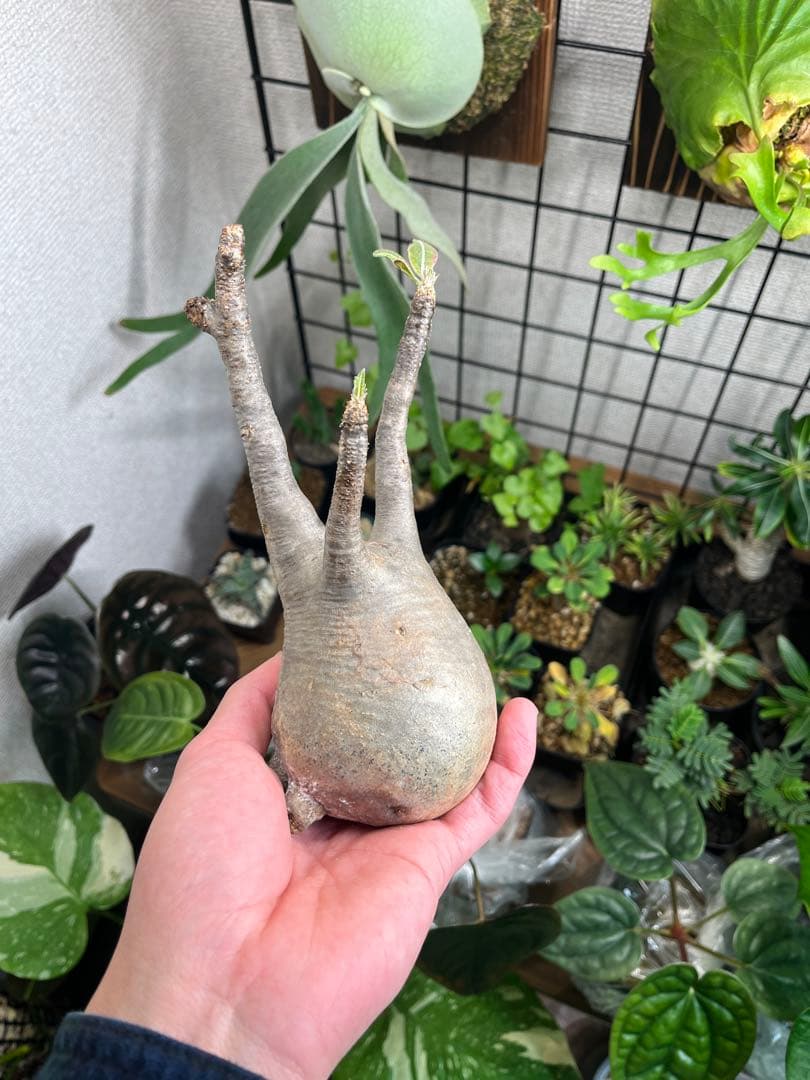 塊根植物 パキポディウムグラキリス