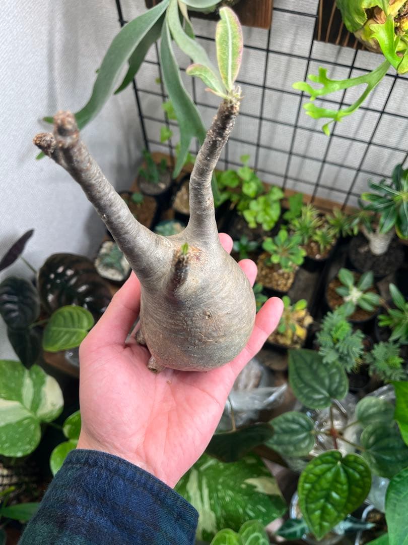 塊根植物 パキポディウムグラキリス