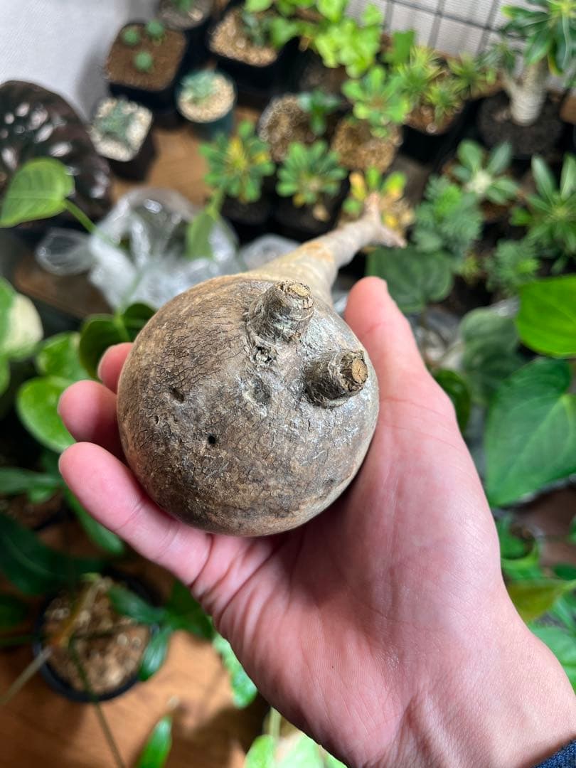 塊根植物 パキポディウムグラキリス