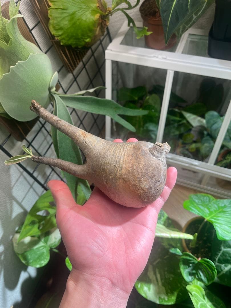 塊根植物 パキポディウムグラキリス