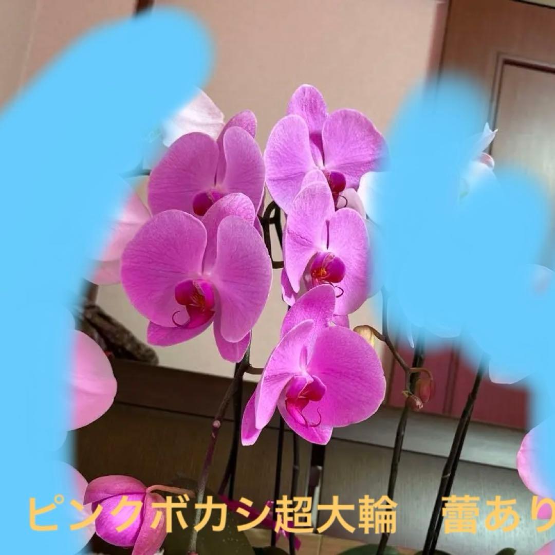 胡蝶蘭ガレージセール問い合わせ