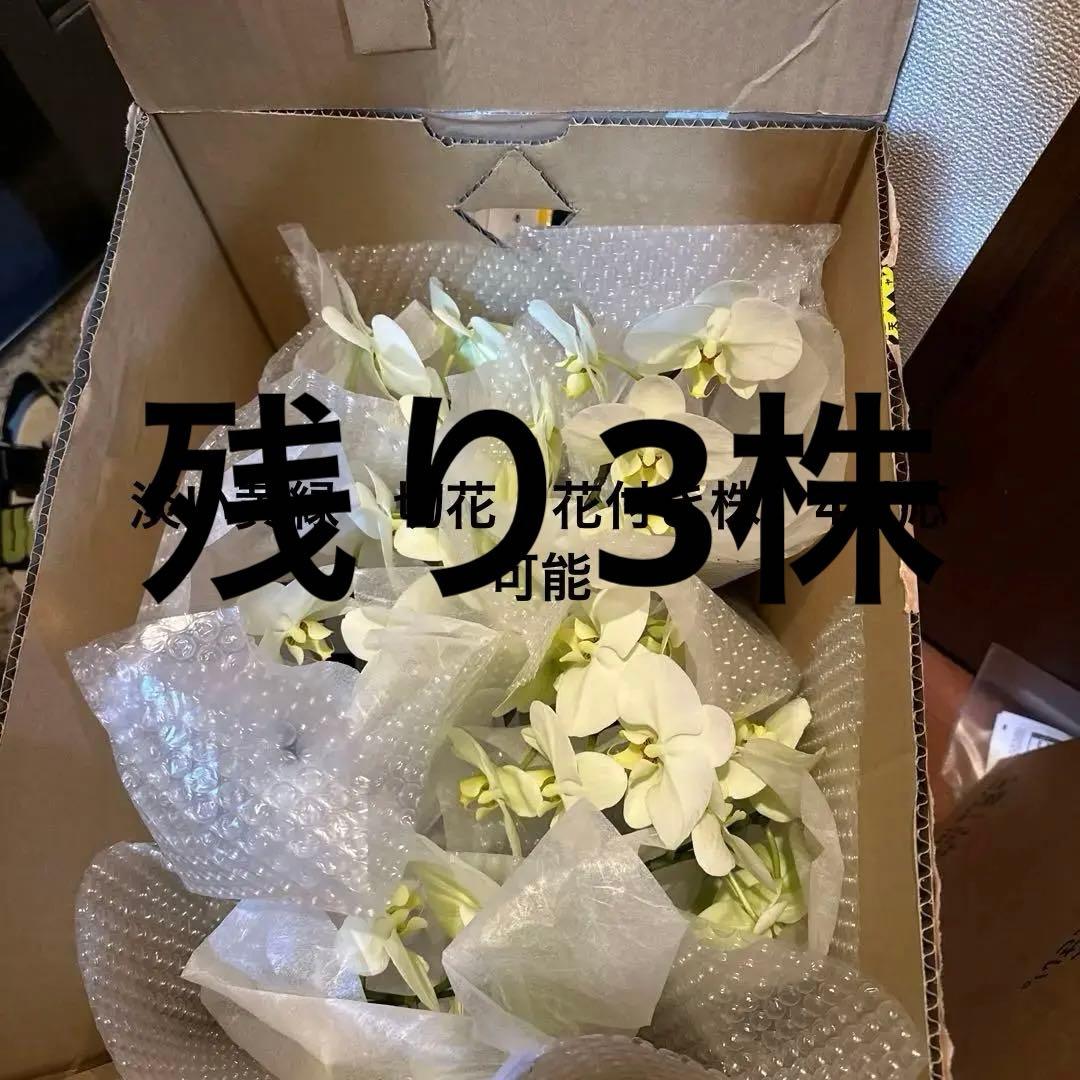 胡蝶蘭ガレージセール問い合わせ