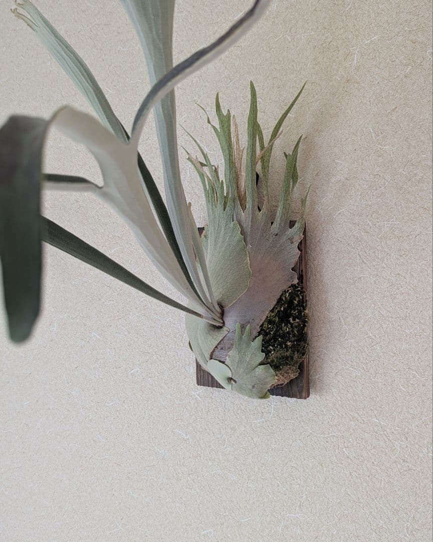 veitchii wild／ベイチー／ビーチー／子株／ビカクシダ