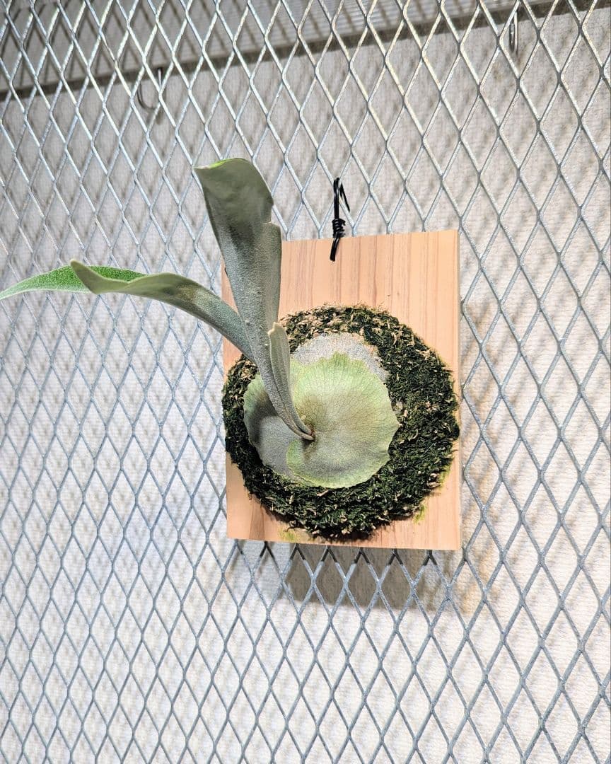 veitchii wild／ベイチー／ビーチー／子株／ビカクシダ