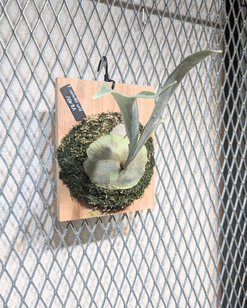 veitchii wild／ベイチー／ビーチー／子株／ビカクシダ