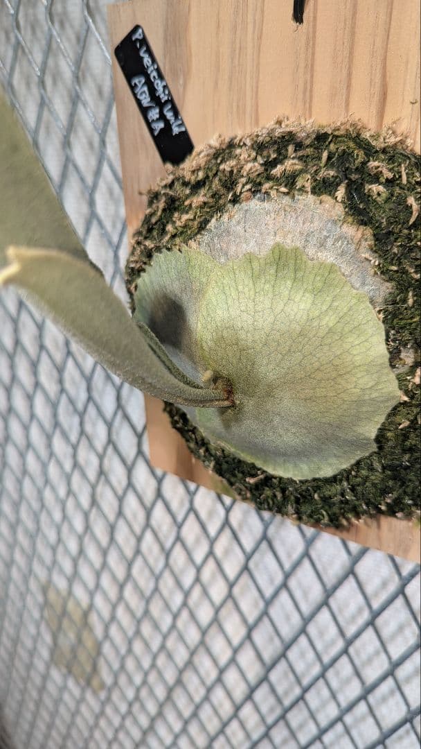 veitchii wild／ベイチー／ビーチー／子株／ビカクシダ