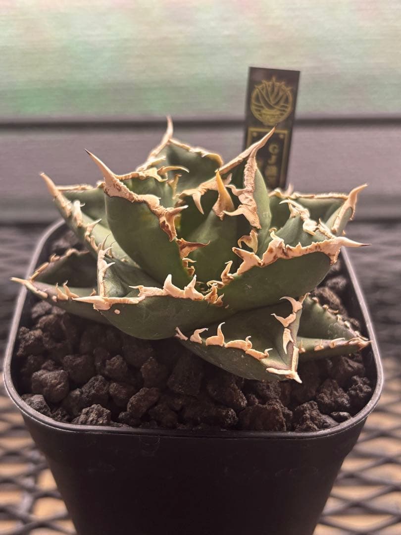 アガベ　チタノタ　白嵐　GJ産