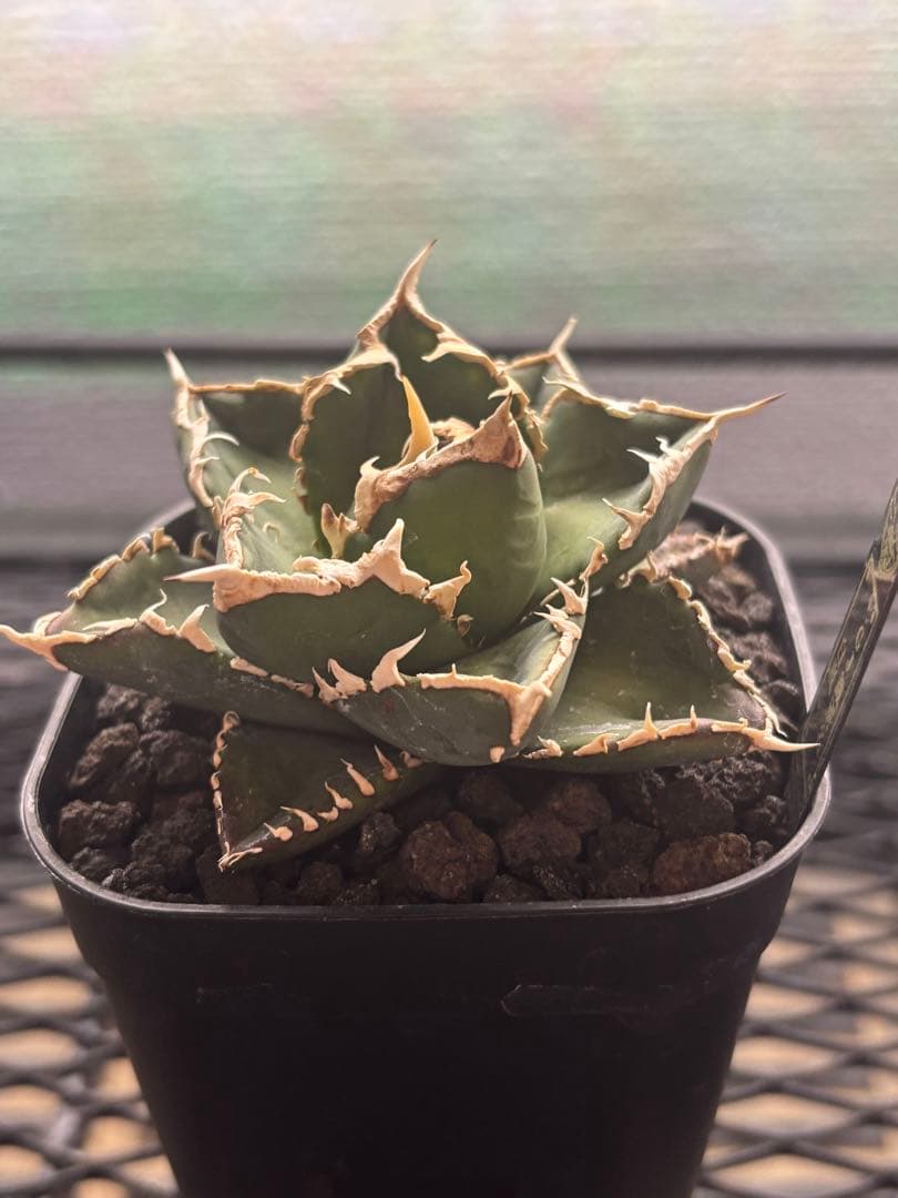 アガベ　チタノタ　白嵐　GJ産