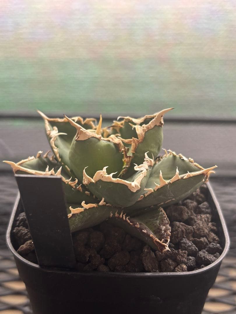 アガベ　チタノタ　白嵐　GJ産