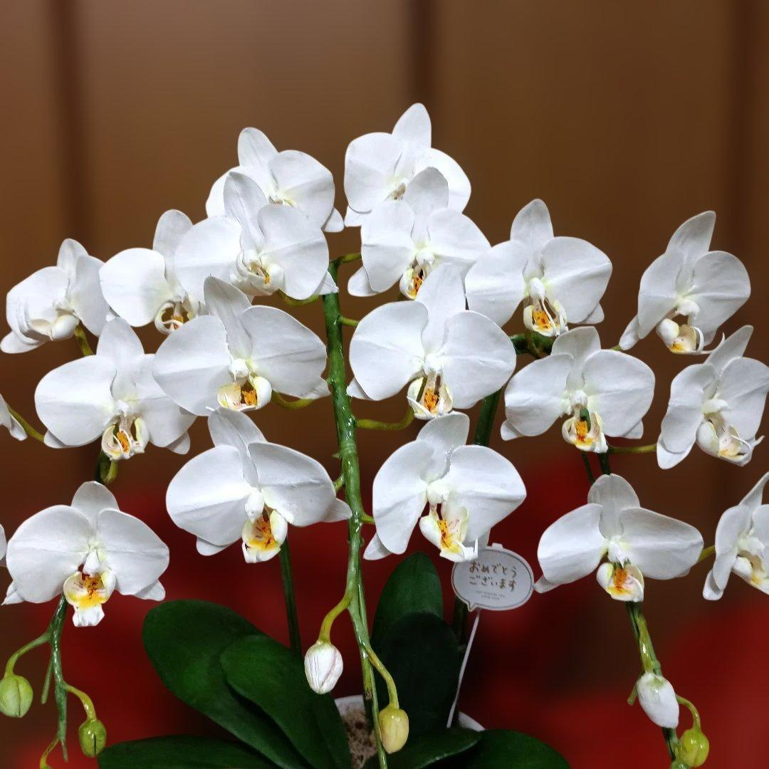 専用　3本立ちホワイト胡蝶蘭　クレイフラワー樹脂粘土