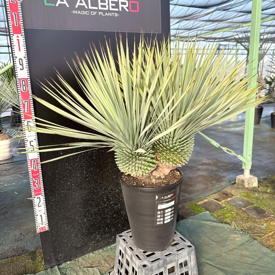 【AL1114】ユッカ　ロストラータ　超希少バランスの良いダブルヘッド