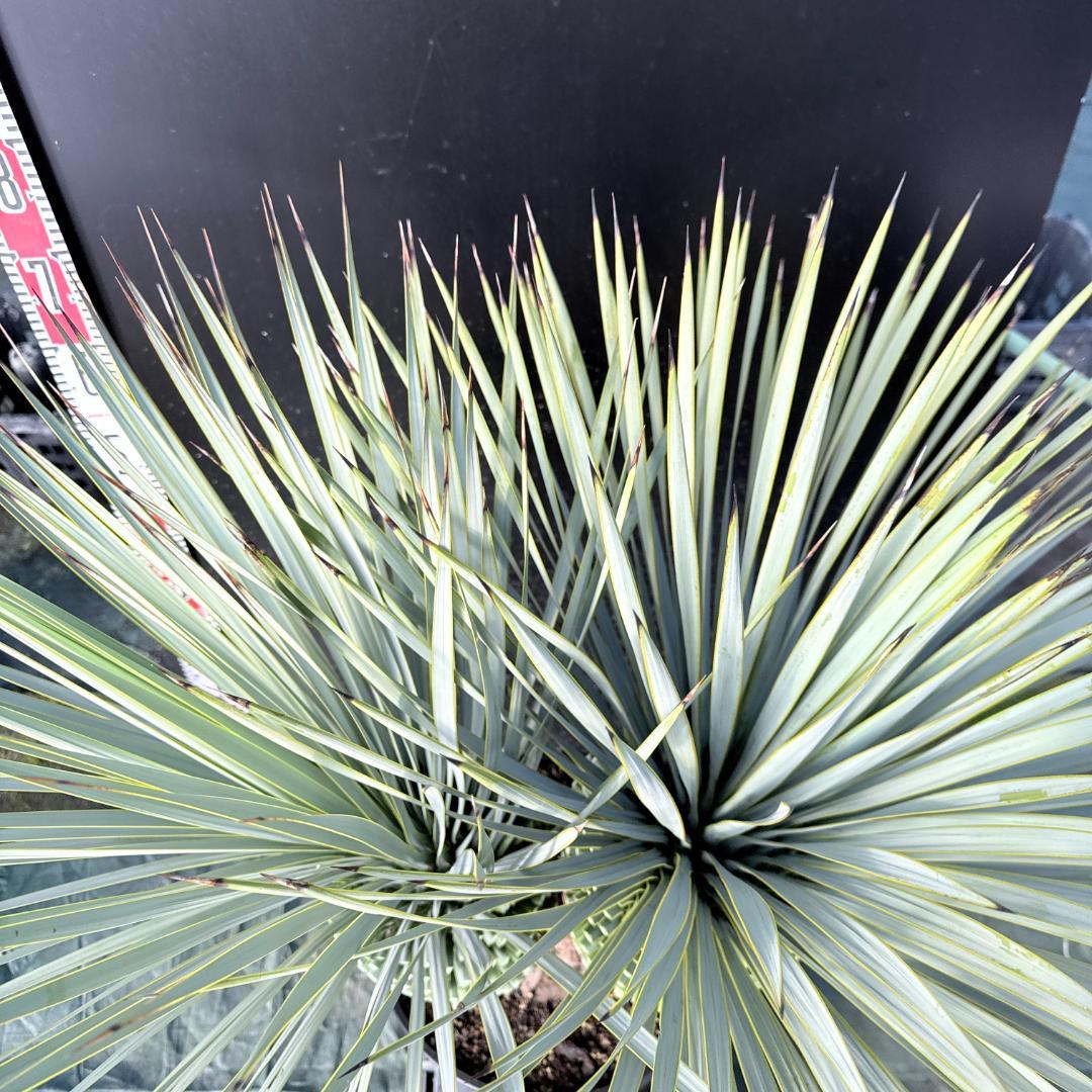 【AL1114】ユッカ　ロストラータ　超希少バランスの良いダブルヘッド