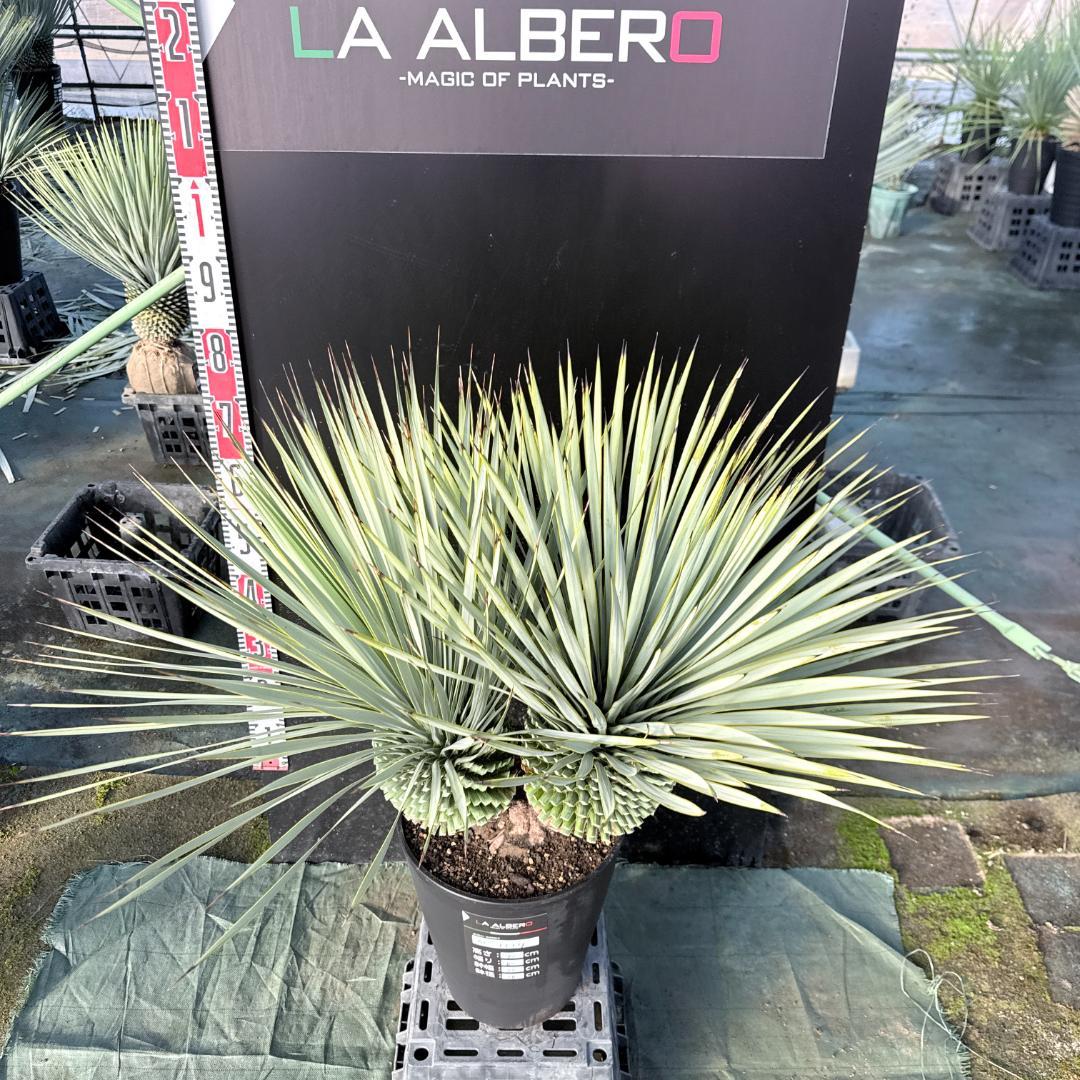 【AL1114】ユッカ　ロストラータ　超希少バランスの良いダブルヘッド