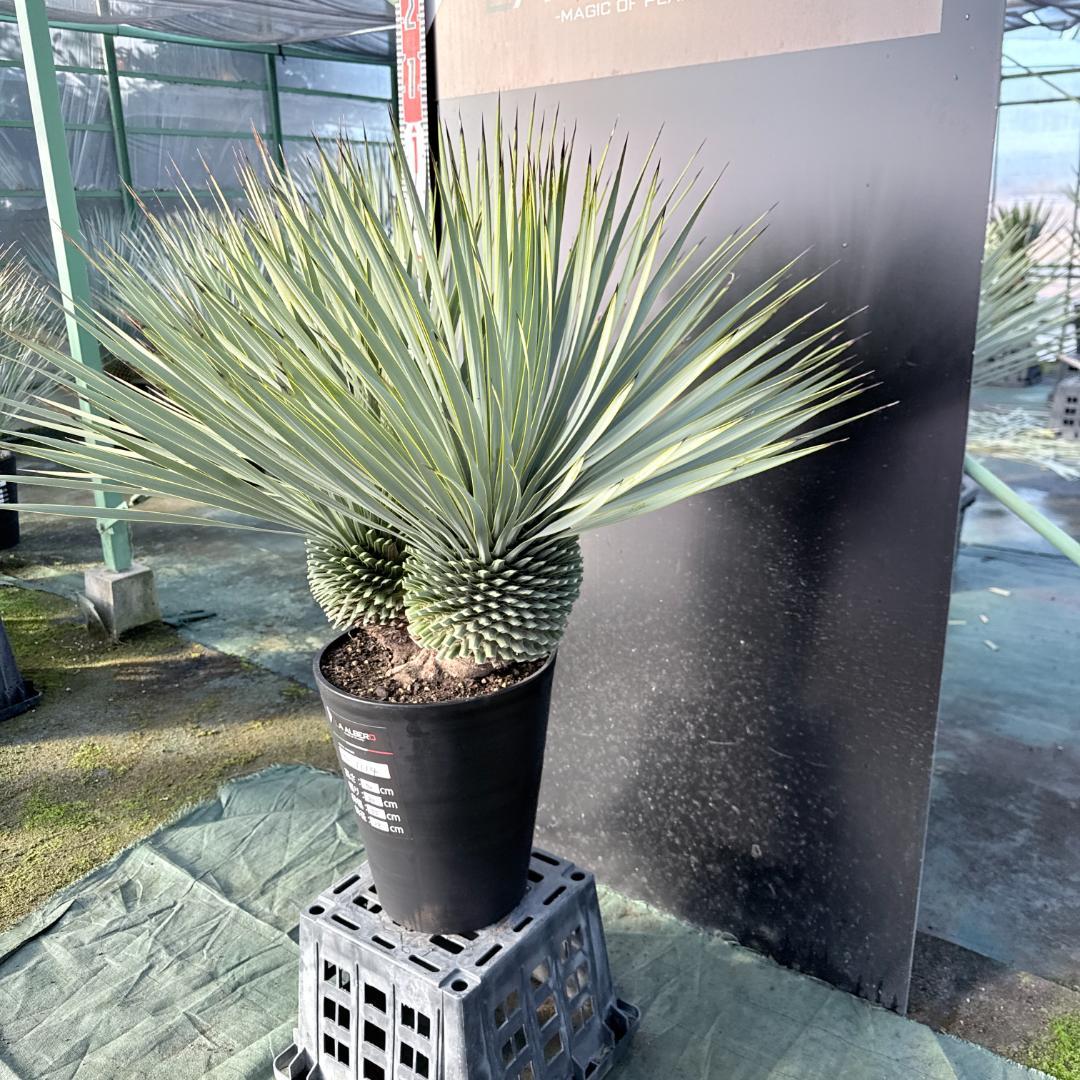 【AL1114】ユッカ　ロストラータ　超希少バランスの良いダブルヘッド