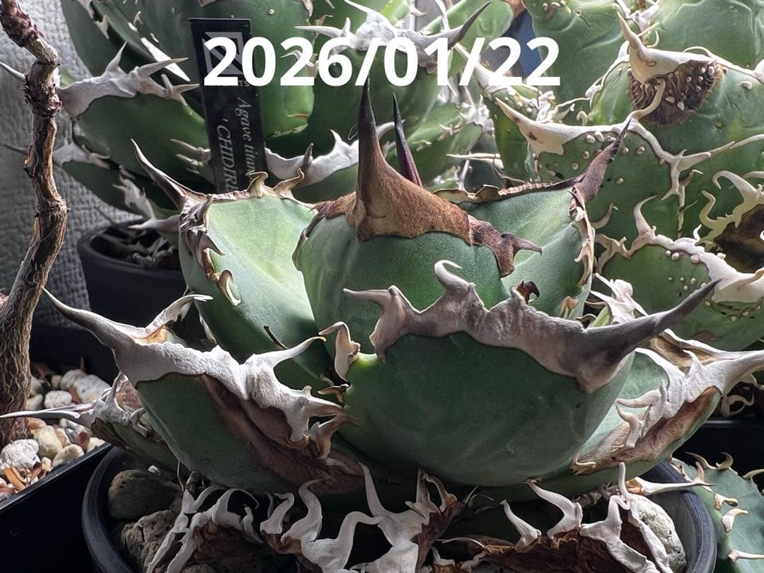 アガベ チタノタ FO76 コンパクト株