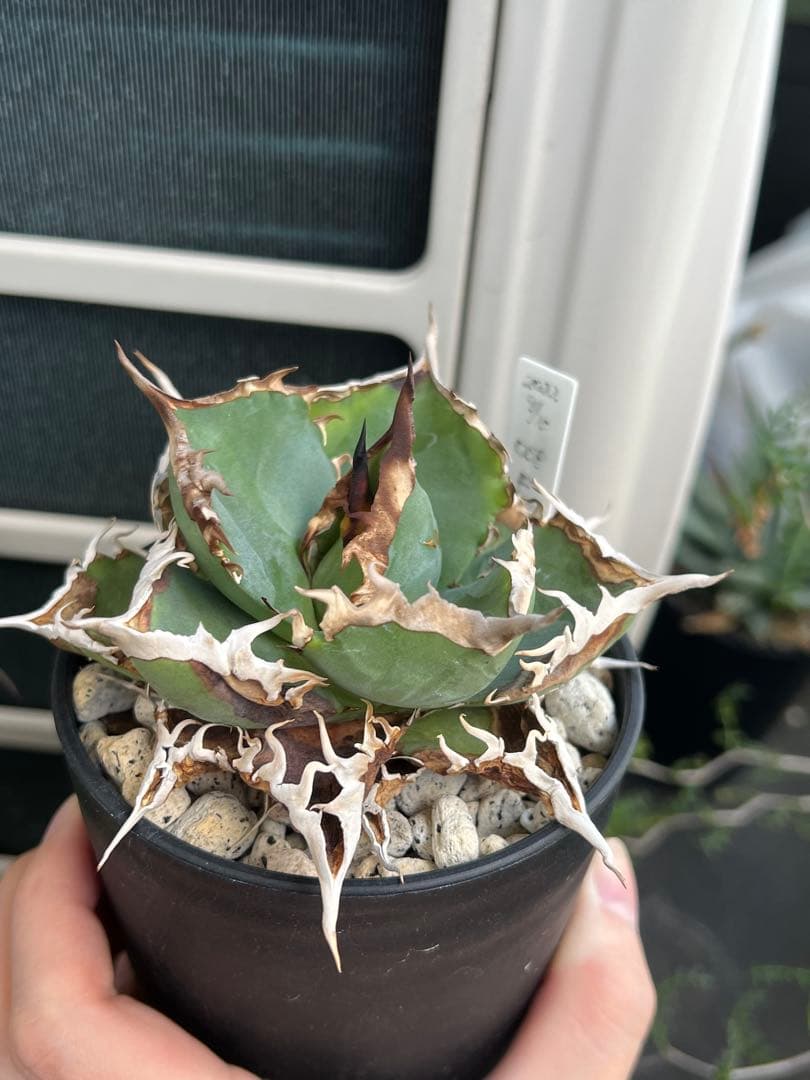 アガベ チタノタ FO76 コンパクト株