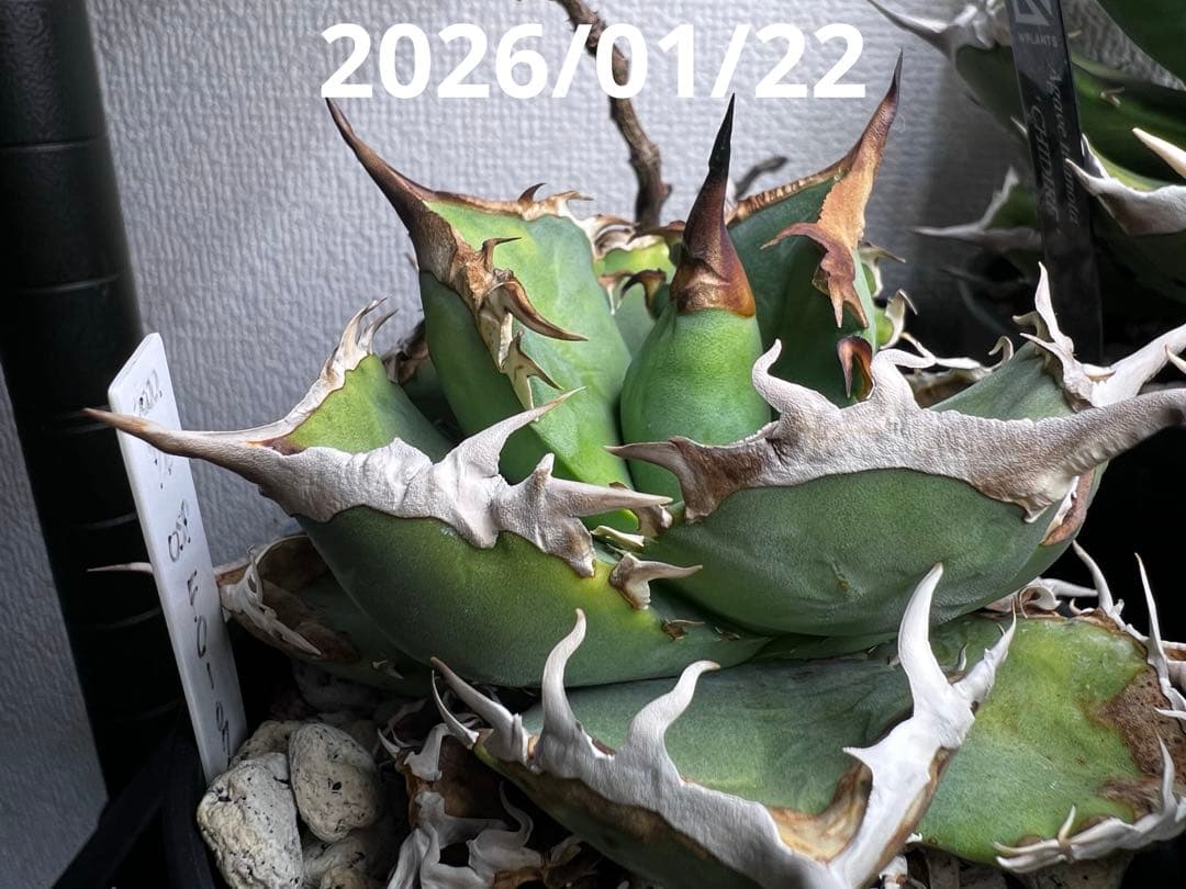 アガベ チタノタ FO76 コンパクト株