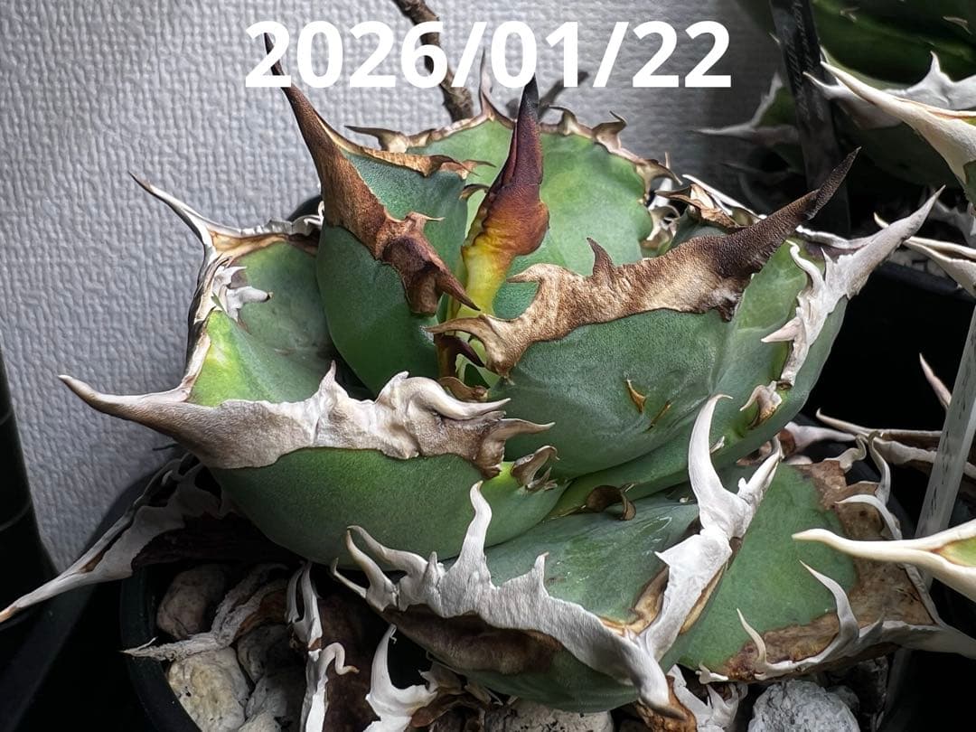 アガベ チタノタ FO76 コンパクト株