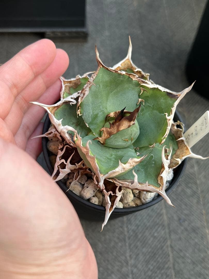 アガベ チタノタ FO76 コンパクト株