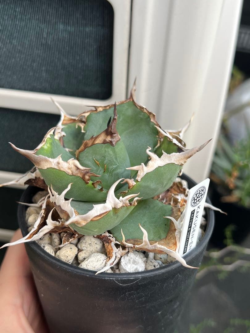 アガベ チタノタ FO76 コンパクト株