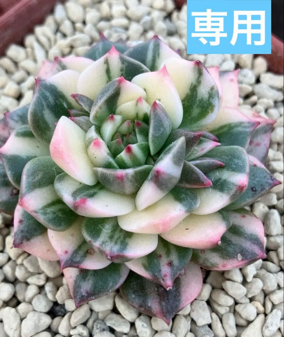 多肉植物　オリビア色錦　抜き苗