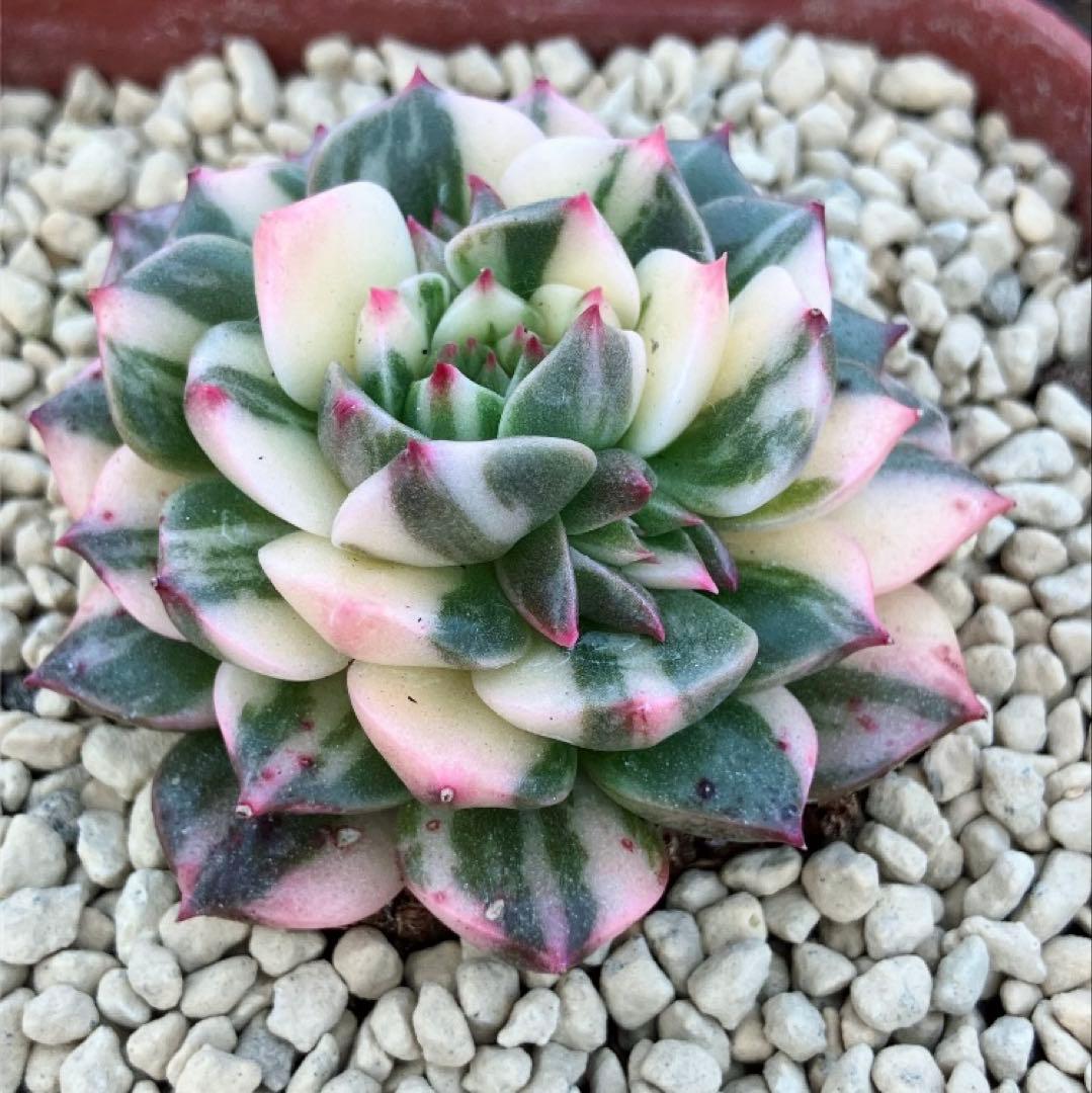多肉植物　オリビア色錦　抜き苗