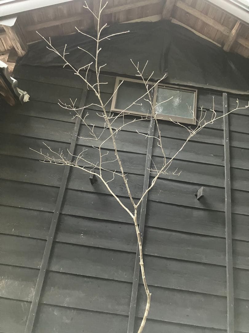 80 山採り　アオダモ