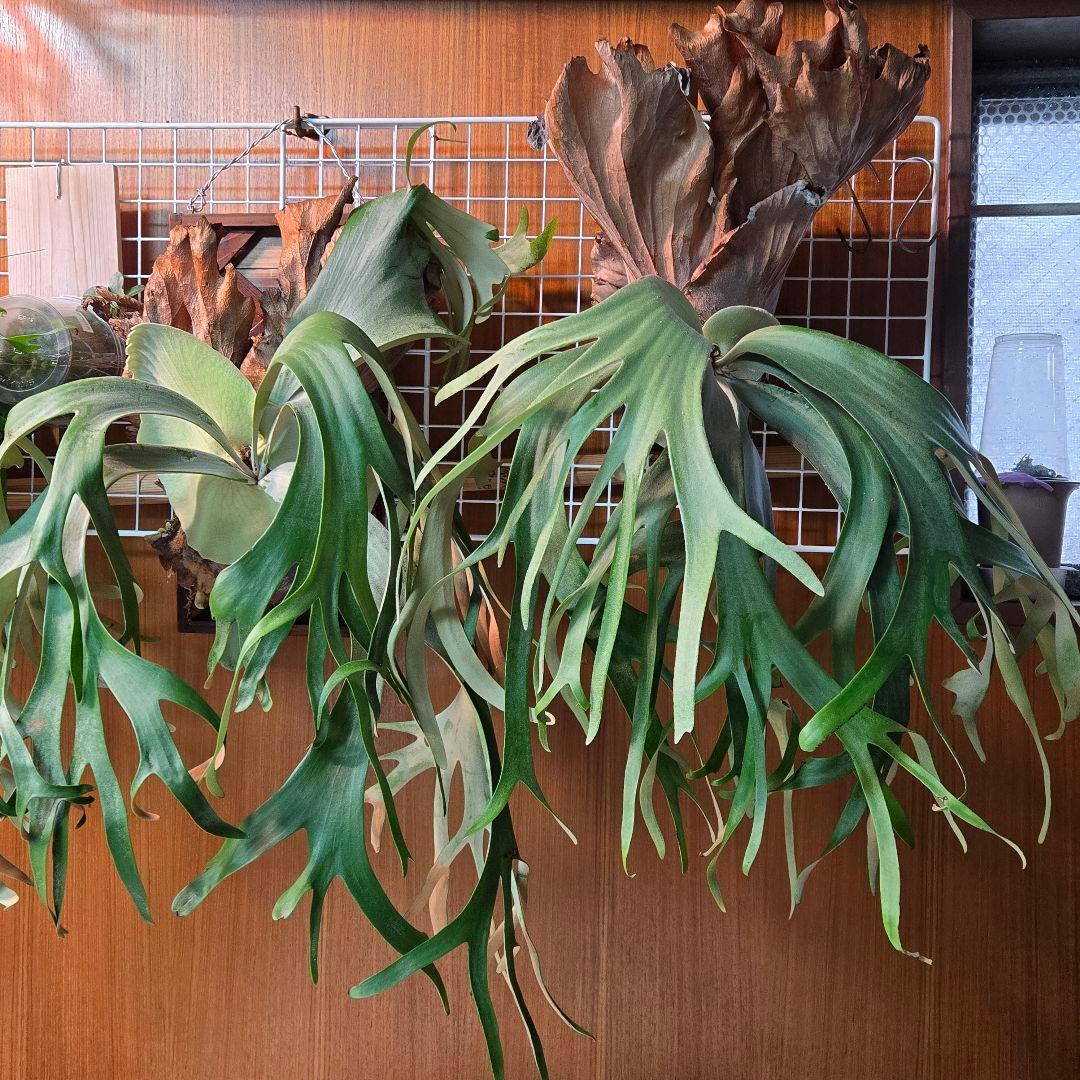 左か右かチョイス品✨️P.willinckii YAL✨️ミックススポア種