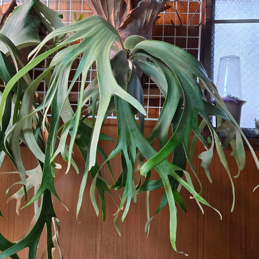 左か右かチョイス品✨️P.willinckii YAL✨️ミックススポア種