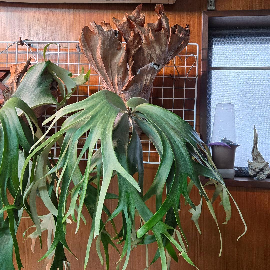 左か右かチョイス品✨️P.willinckii YAL✨️ミックススポア種