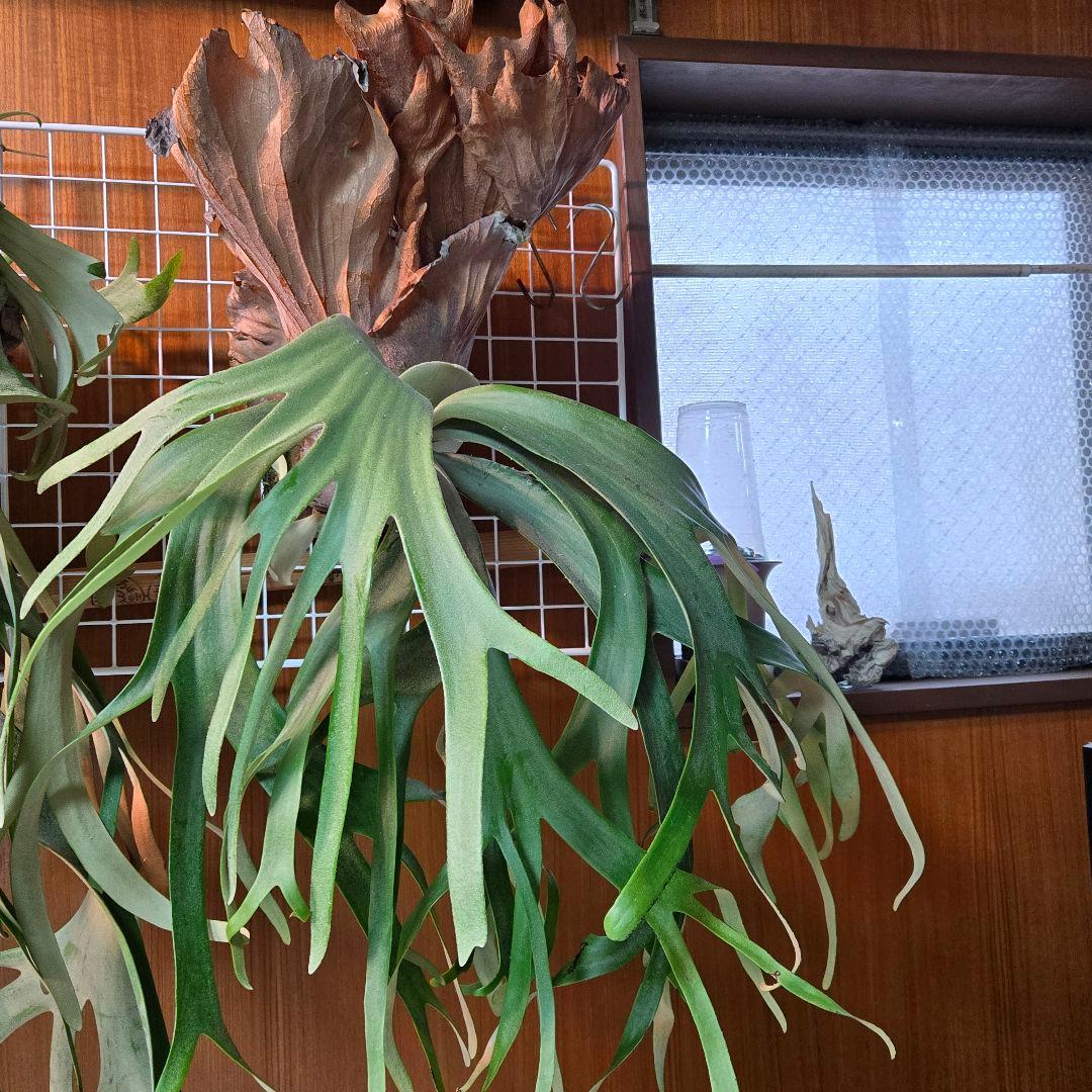 左か右かチョイス品✨️P.willinckii YAL✨️ミックススポア種