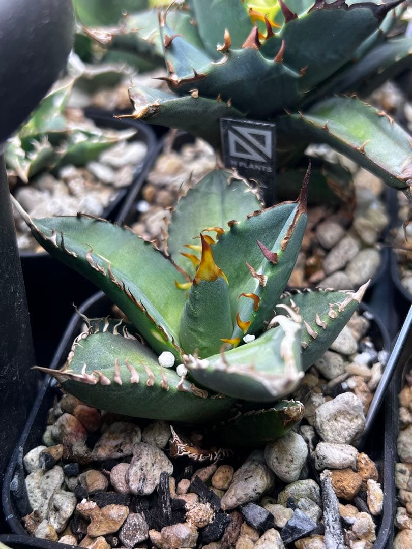 アガベ オテロイ 実生選抜 2022Lot 子株出品