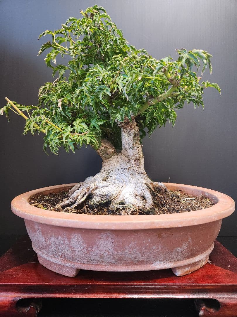 【お年玉価格】獅子頭 シシガシラ 獅子頭紅葉 獅子頭もみじ 盆栽 足元極太 双幹