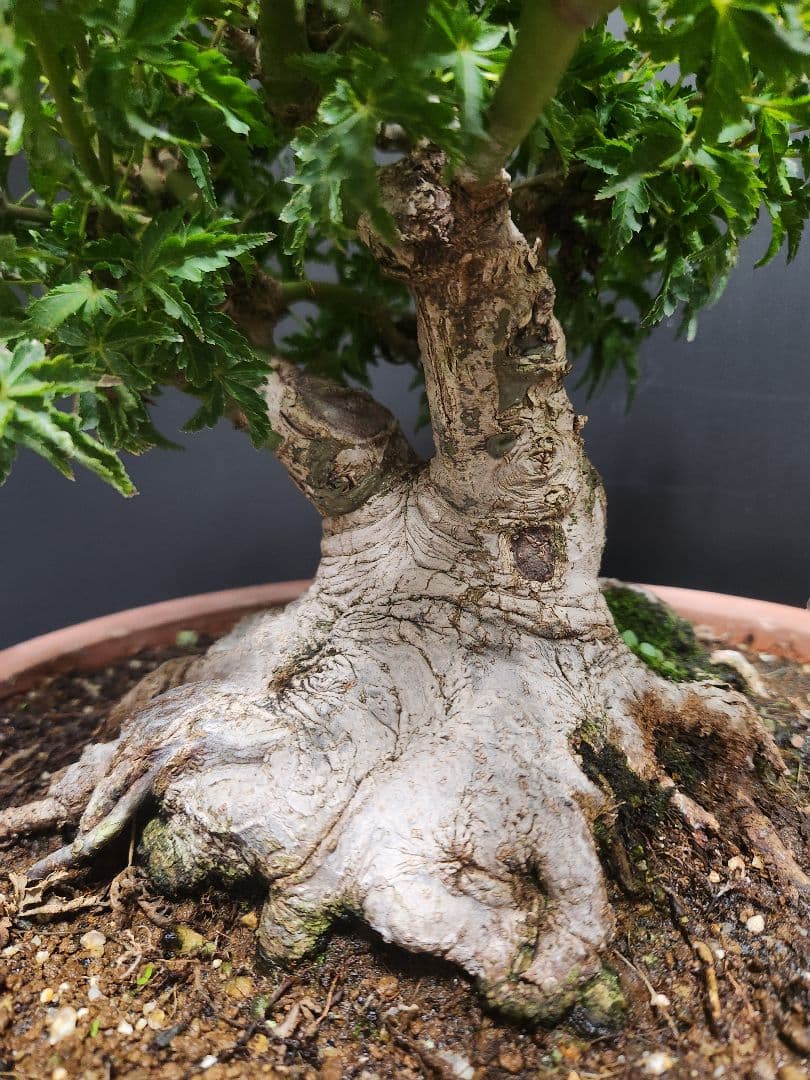 【お年玉価格】獅子頭 シシガシラ 獅子頭紅葉 獅子頭もみじ 盆栽 足元極太 双幹