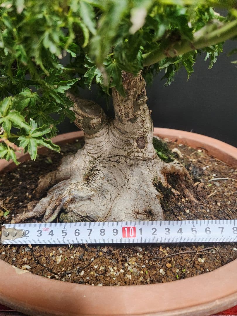 【お年玉価格】獅子頭 シシガシラ 獅子頭紅葉 獅子頭もみじ 盆栽 足元極太 双幹