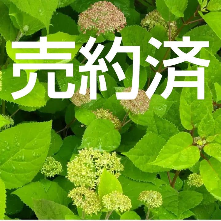 ピンクのアナベル 抜き苗⑦ ピンクピンクッション 紫陽花幼苗