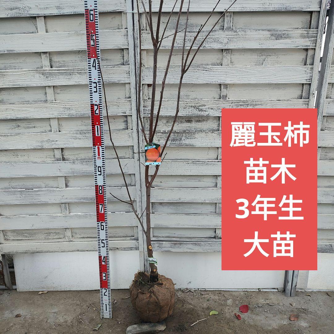 麗玉柿 苗木 登録品種 3年生