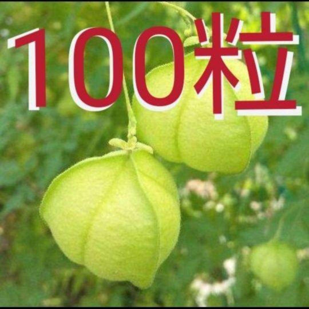 ふうせんかずら種　100粒
