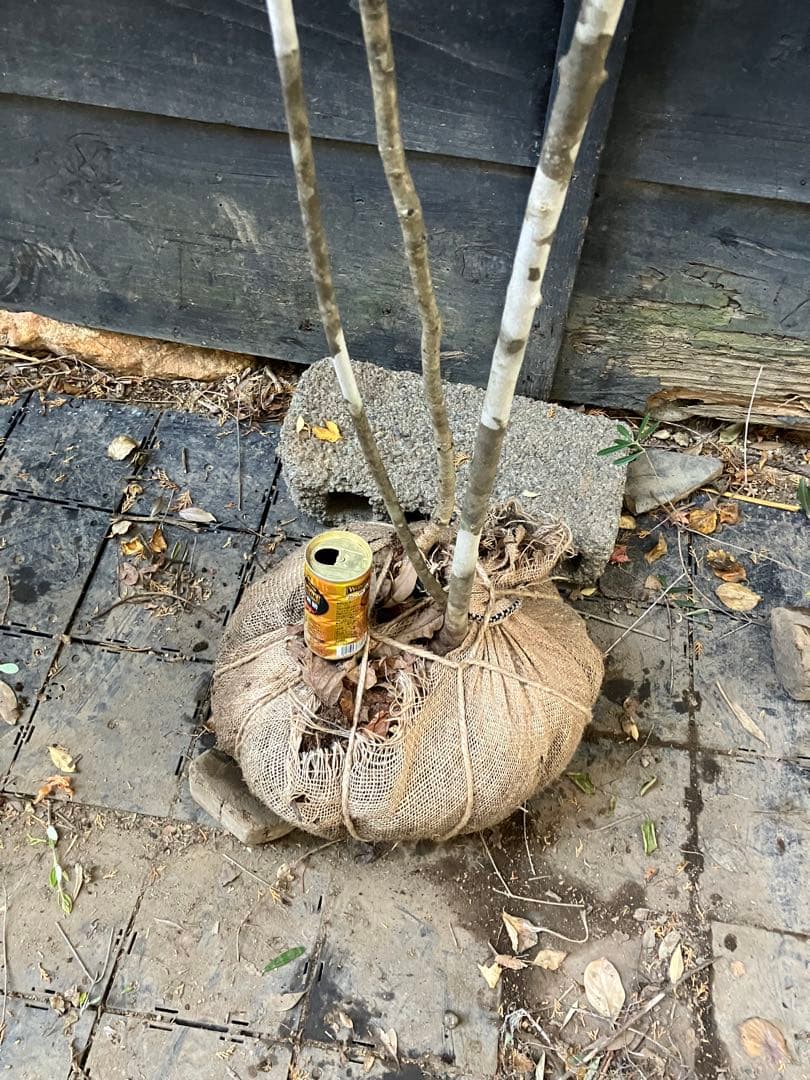 山採り　アオダモ　コナラ　混合株