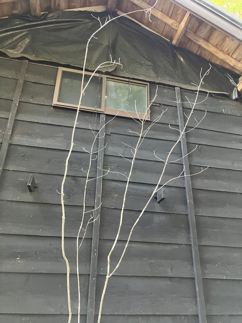 山採り　アオダモ　コナラ　混合株