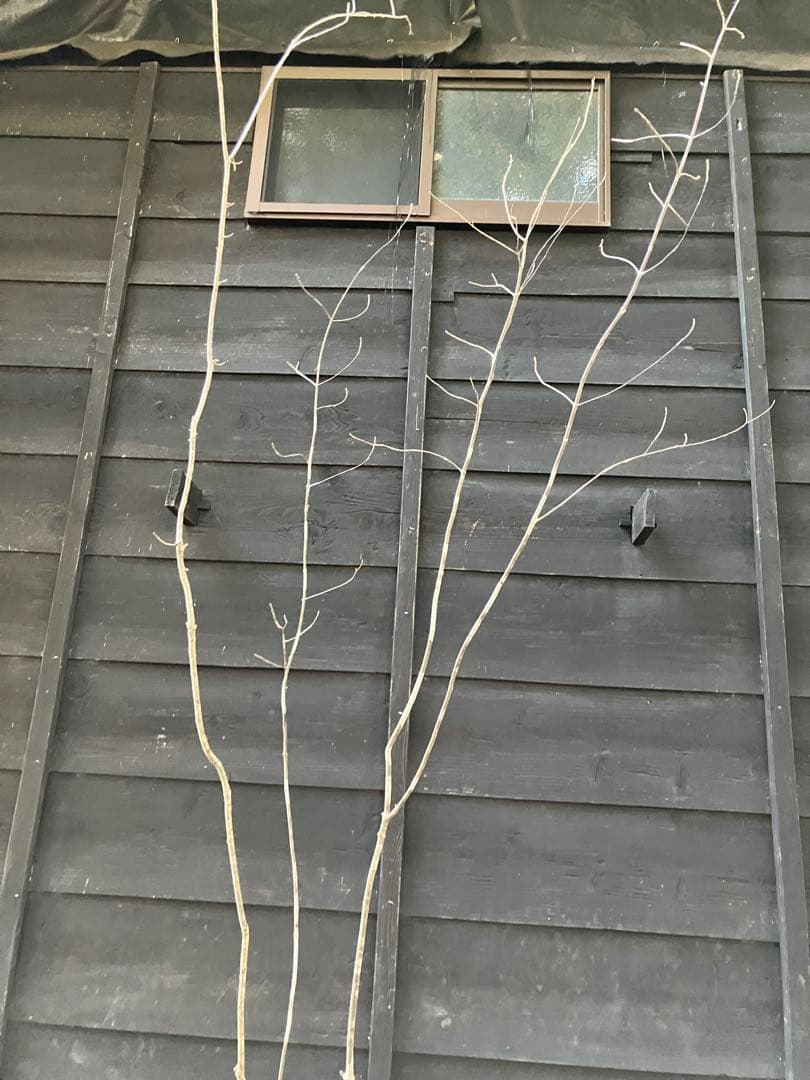 山採り　アオダモ　コナラ　混合株