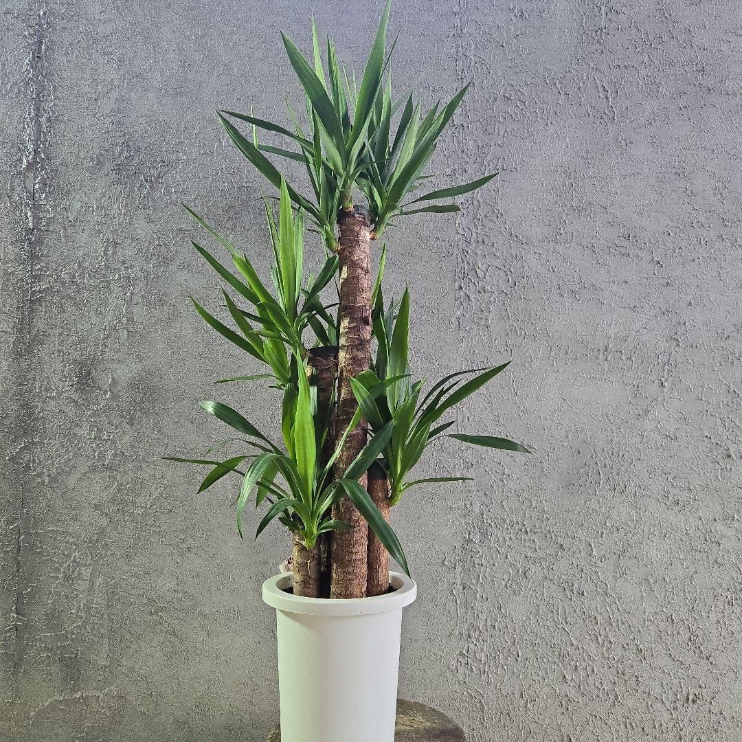 ⑱　ユッカ　エレファンテイペス　８号　特大苗木最高等級極上品‼️