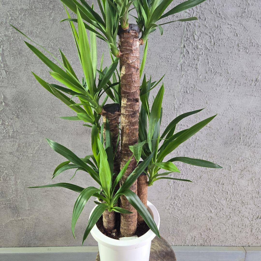 ⑱　ユッカ　エレファンテイペス　８号　特大苗木最高等級極上品‼️