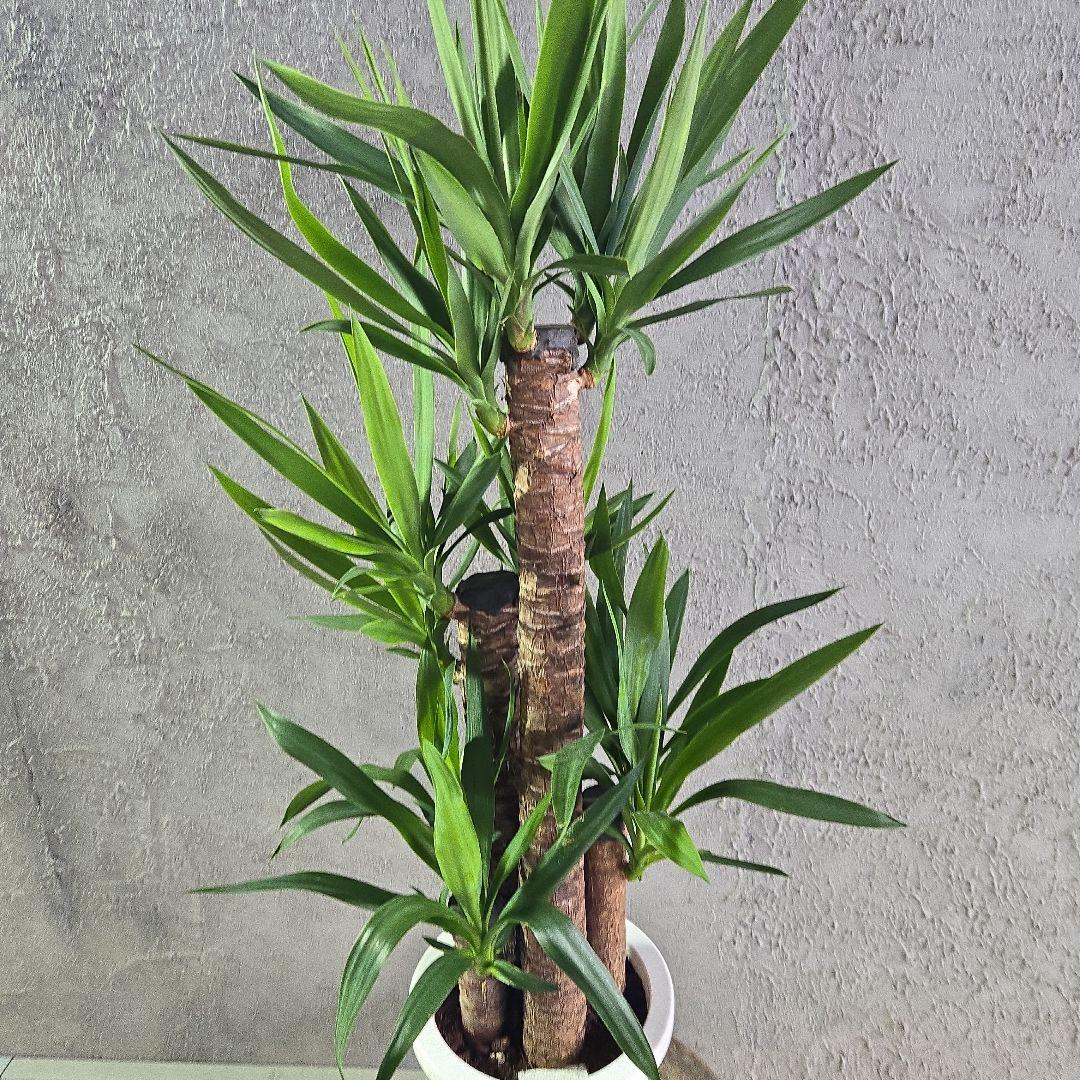 ⑱　ユッカ　エレファンテイペス　８号　特大苗木最高等級極上品‼️